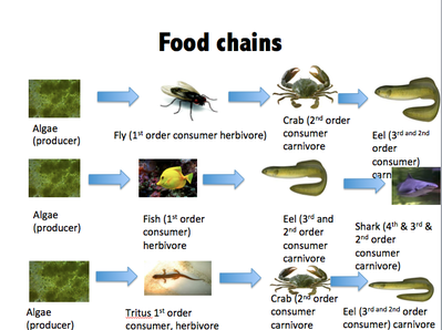 Wetland Food Chains Epub-Ebook
